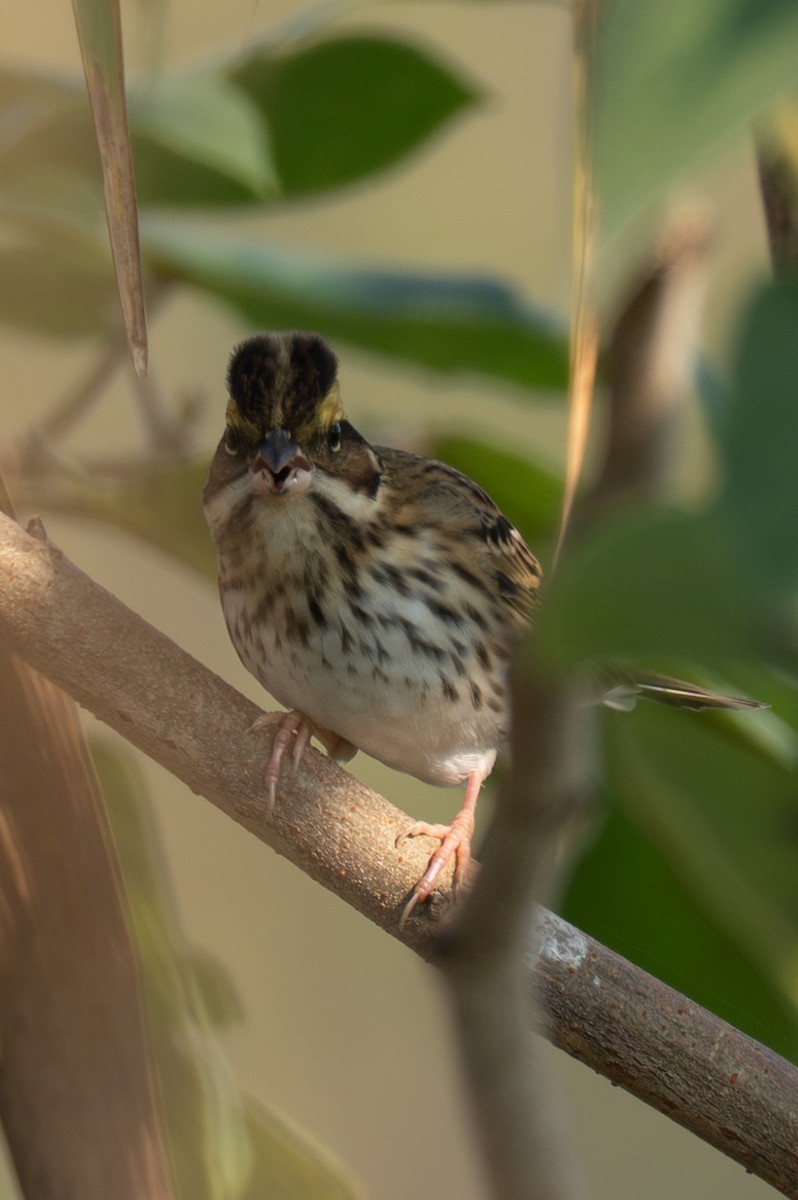 キマユホオジロ - ML646519522