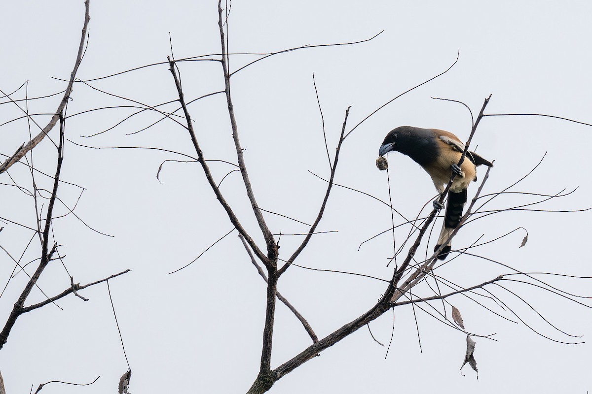 Rufous Treepie - ML646519524