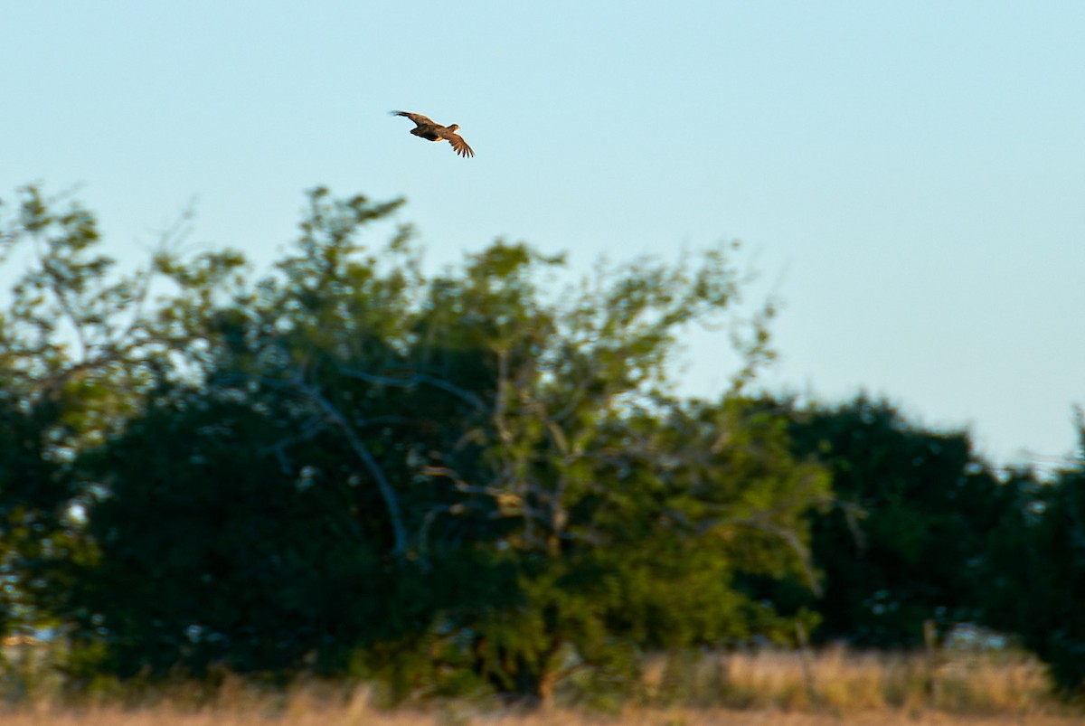 tinama skvrnitá - ML646519525