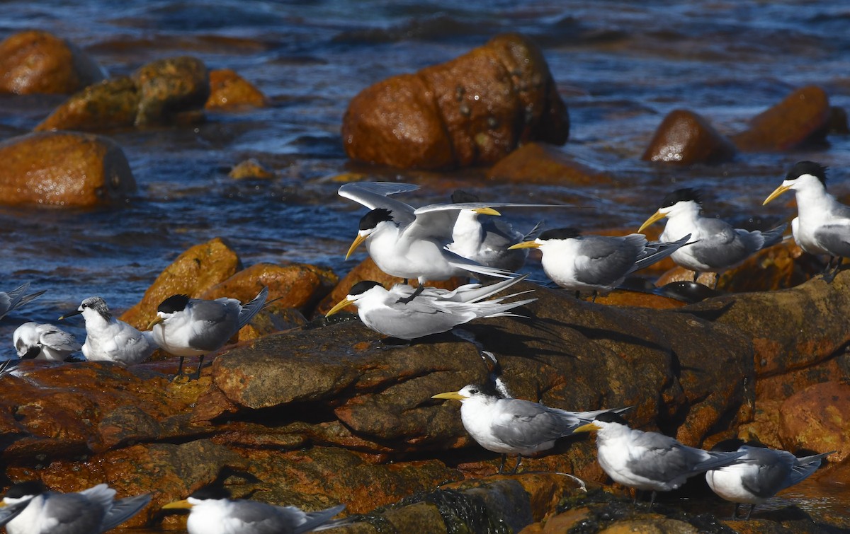 Крячок жовтодзьобий - ML646519550