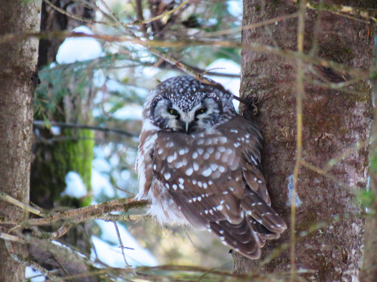 キンメフクロウ - ML646519551