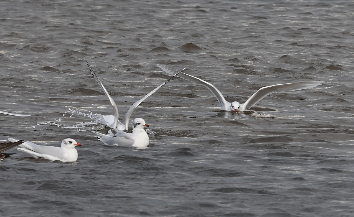 Mediterranean Gull - ML646519552