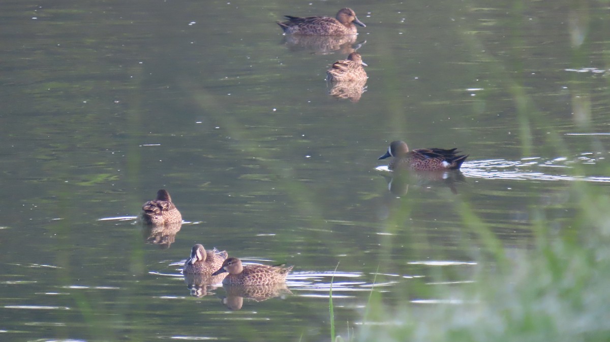 čírka modrokřídlá - ML646519554