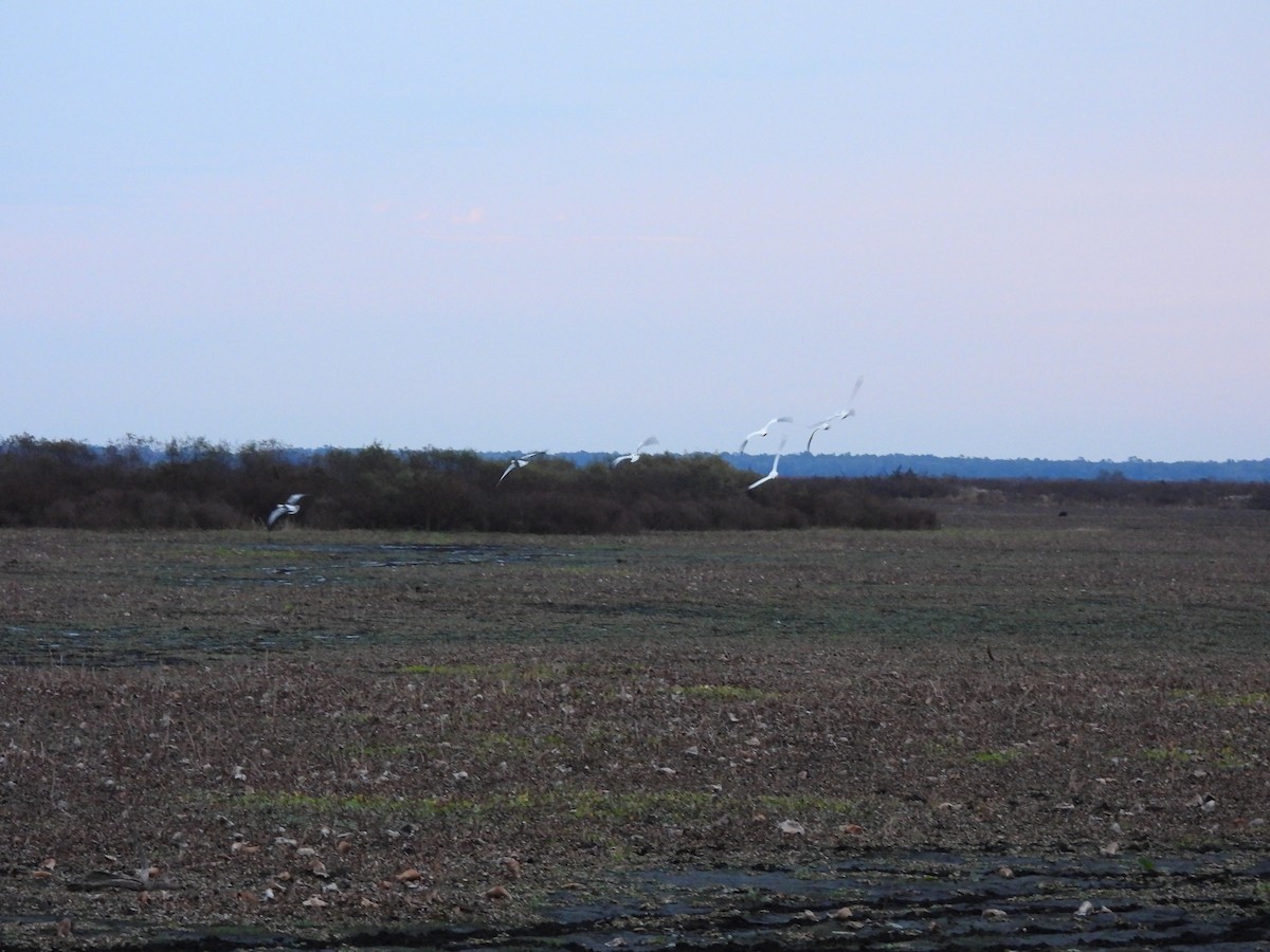 Snow Goose - ML646519555