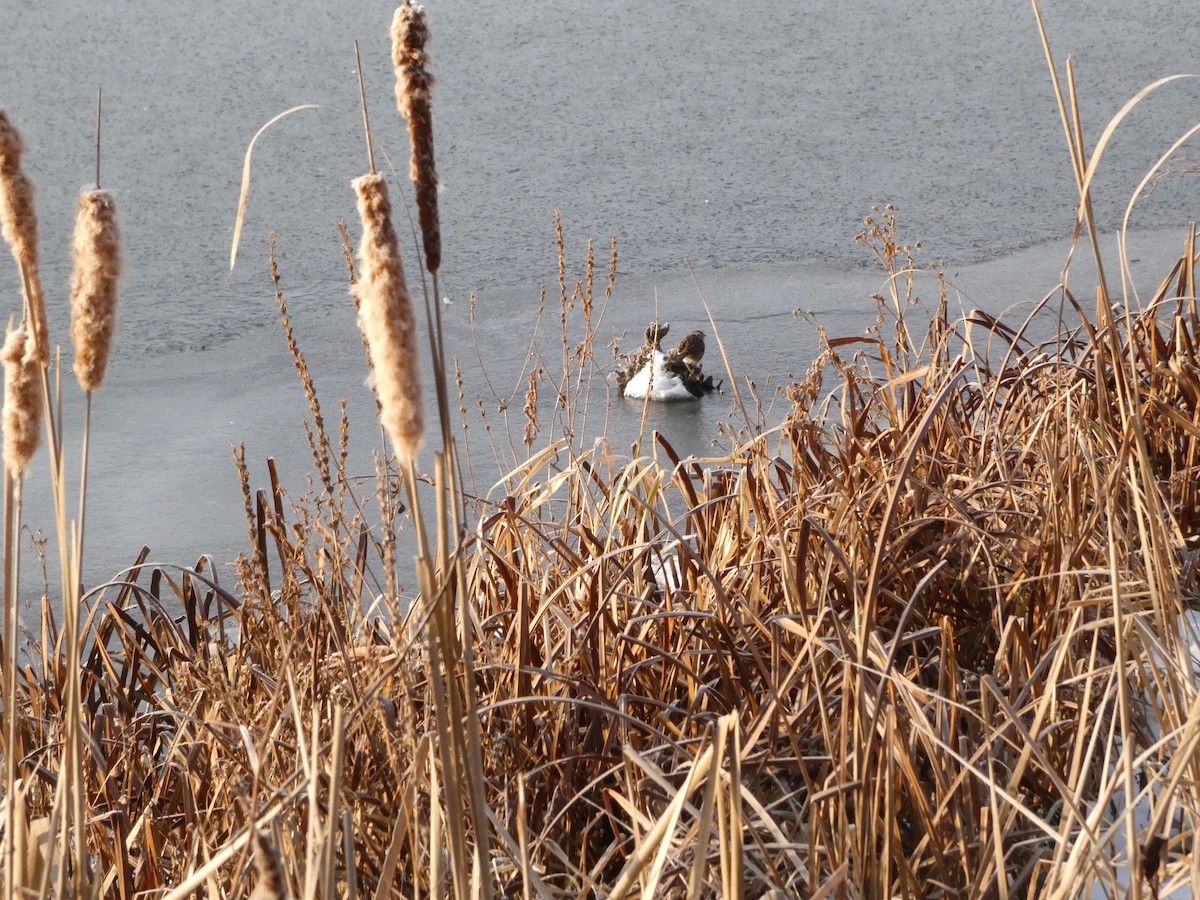 Swamp Sparrow - ML646519556