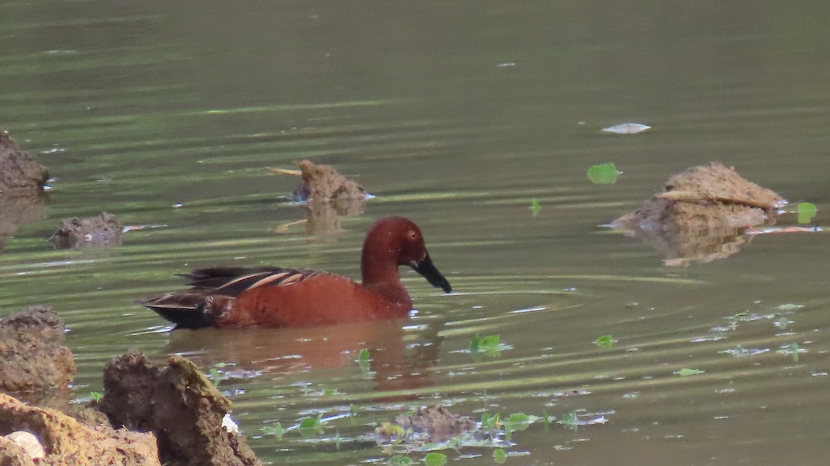 čírka skořicová - ML646519558