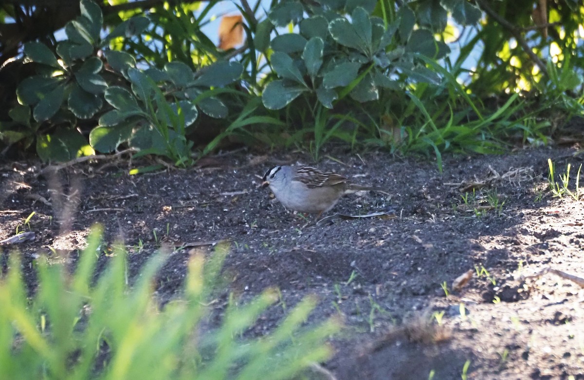 White-crowned Sparrow - ML646519559