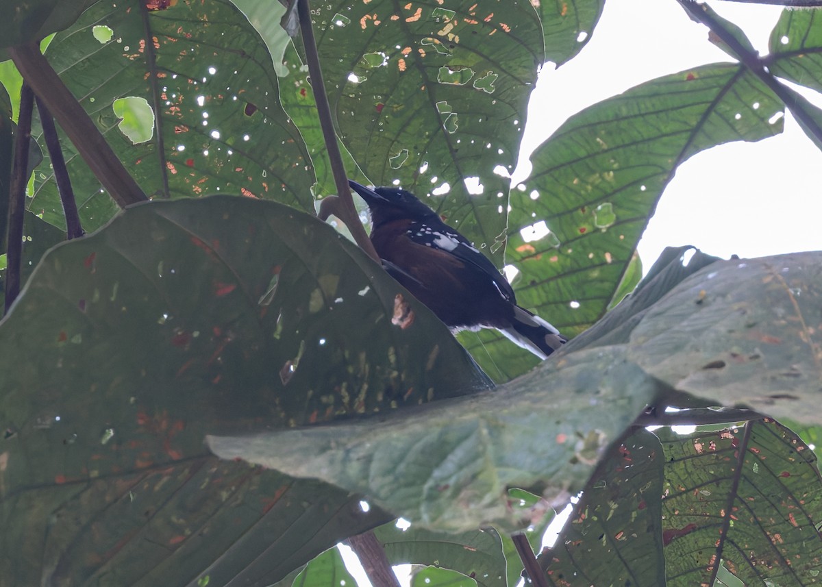 Dot-winged Antwren - ML646519560