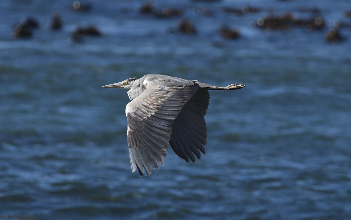Чапля сіра - ML646519562