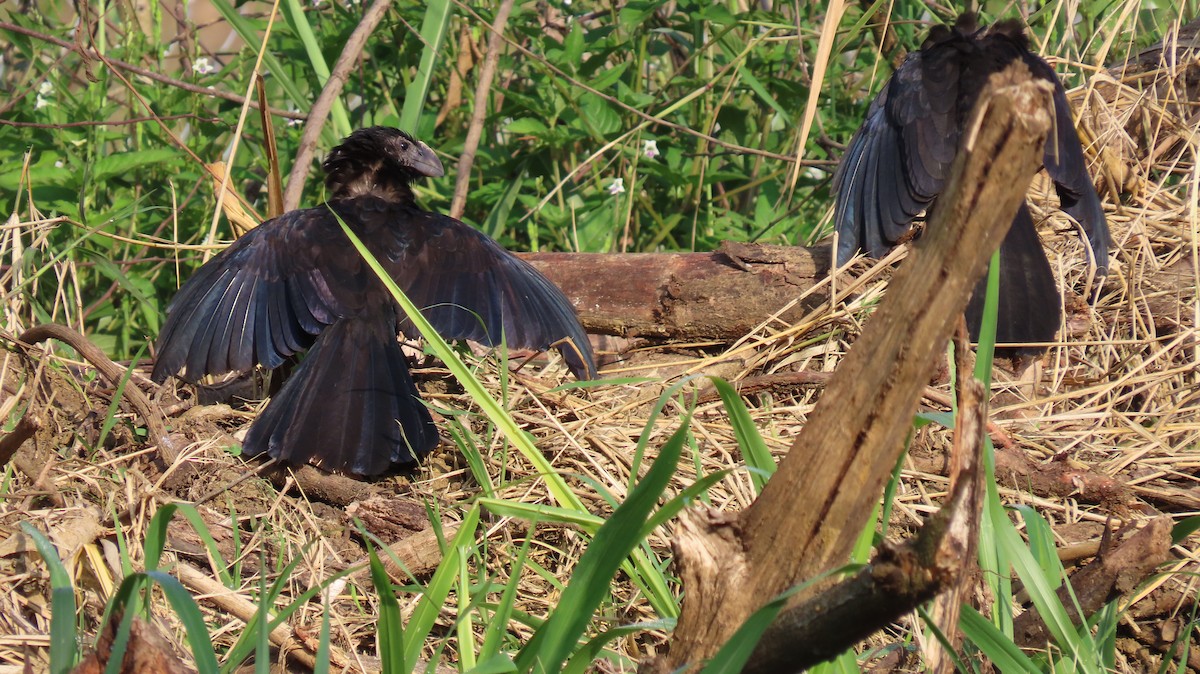 Smooth-billed Ani - ML646519563