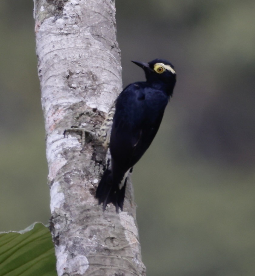 Yellow-tufted Woodpecker - ML646519588