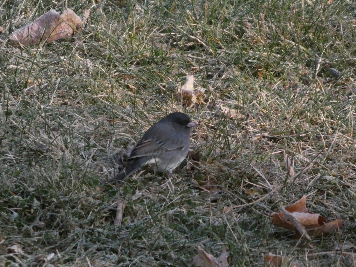 Dark-eyed Junco - ML646519596