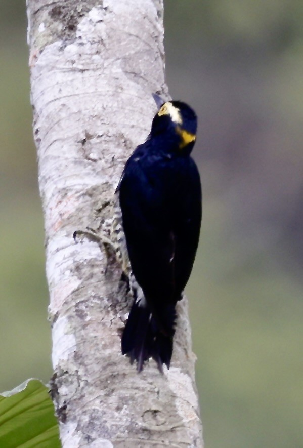 Yellow-tufted Woodpecker - ML646519597