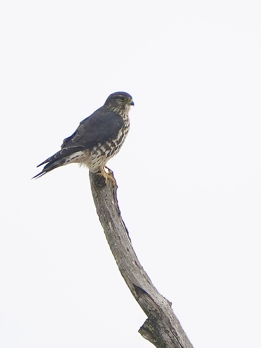 Merlin - ML646519598