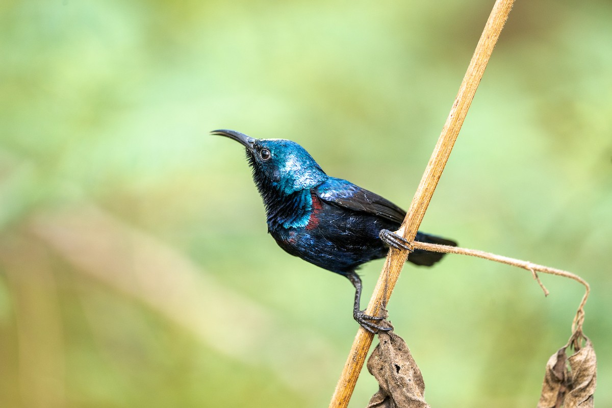 Purple Sunbird - ML646519599