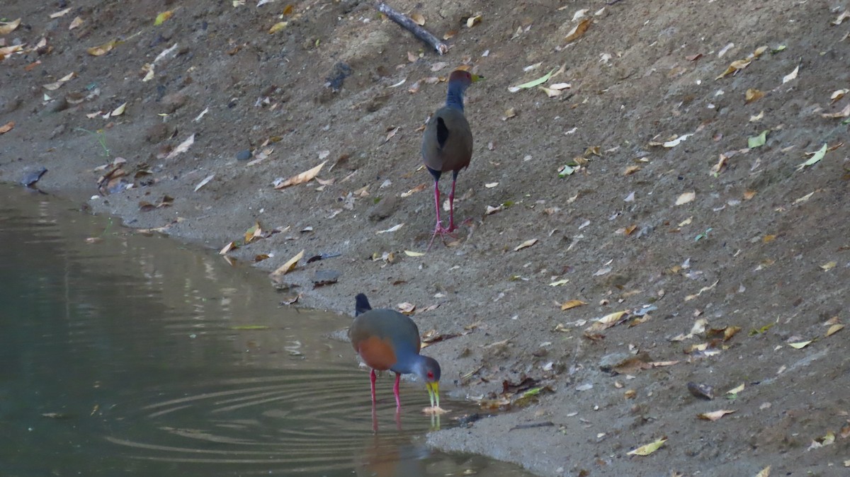 chřástal šedokrký - ML646519600