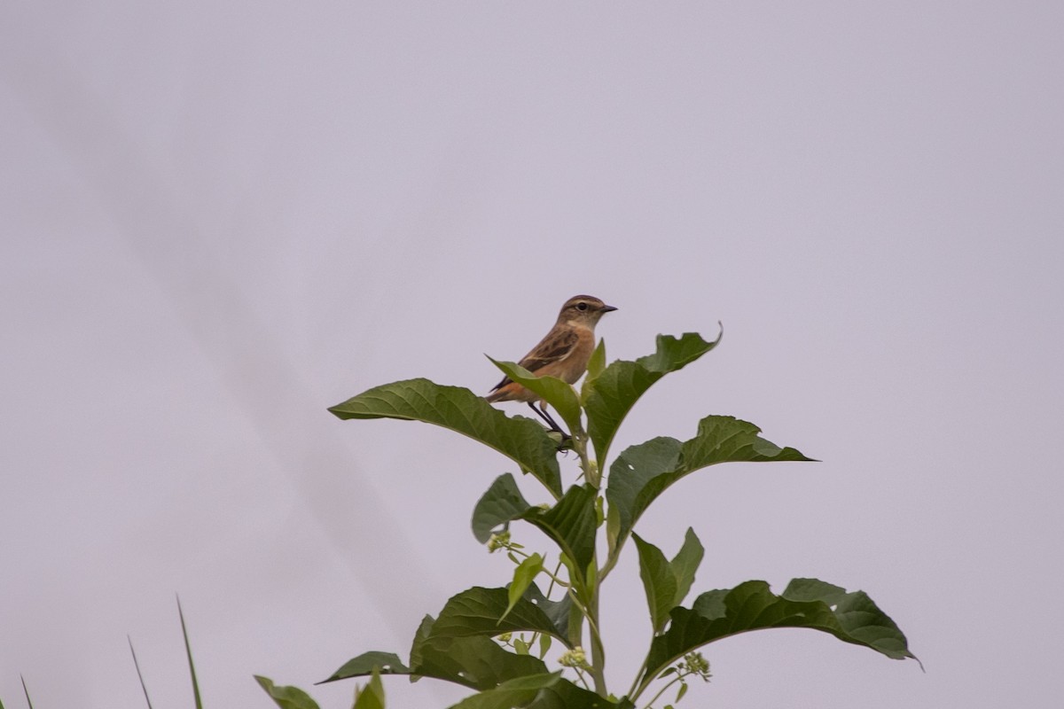 Amur Stonechat - ML646519601