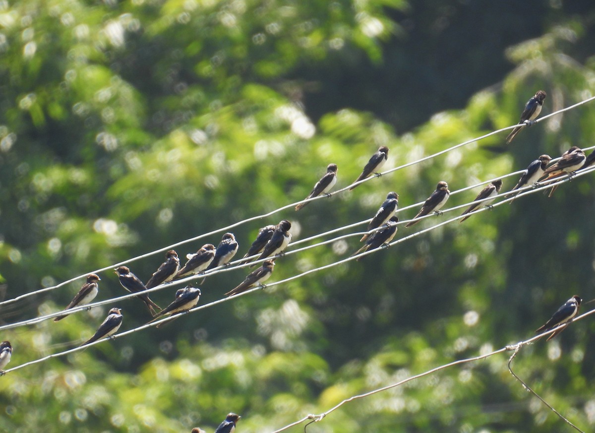 låvesvale - ML646519602