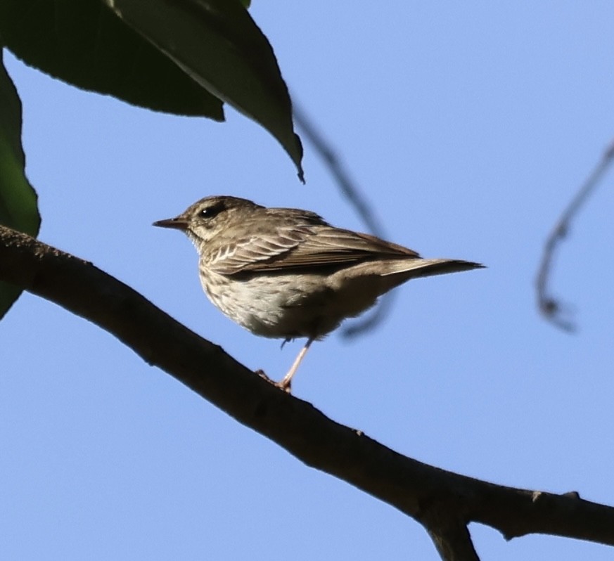Tree Pipit - ML646519603