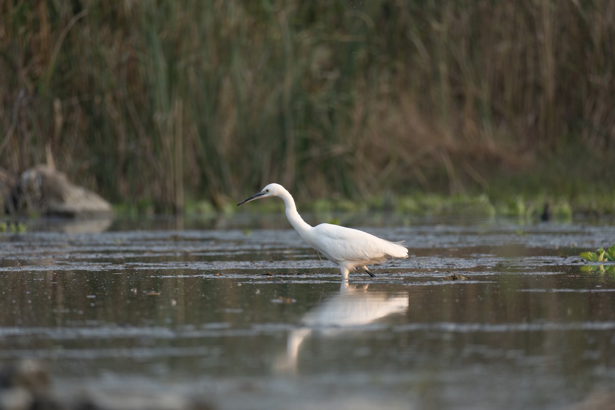 コサギ - ML646519604