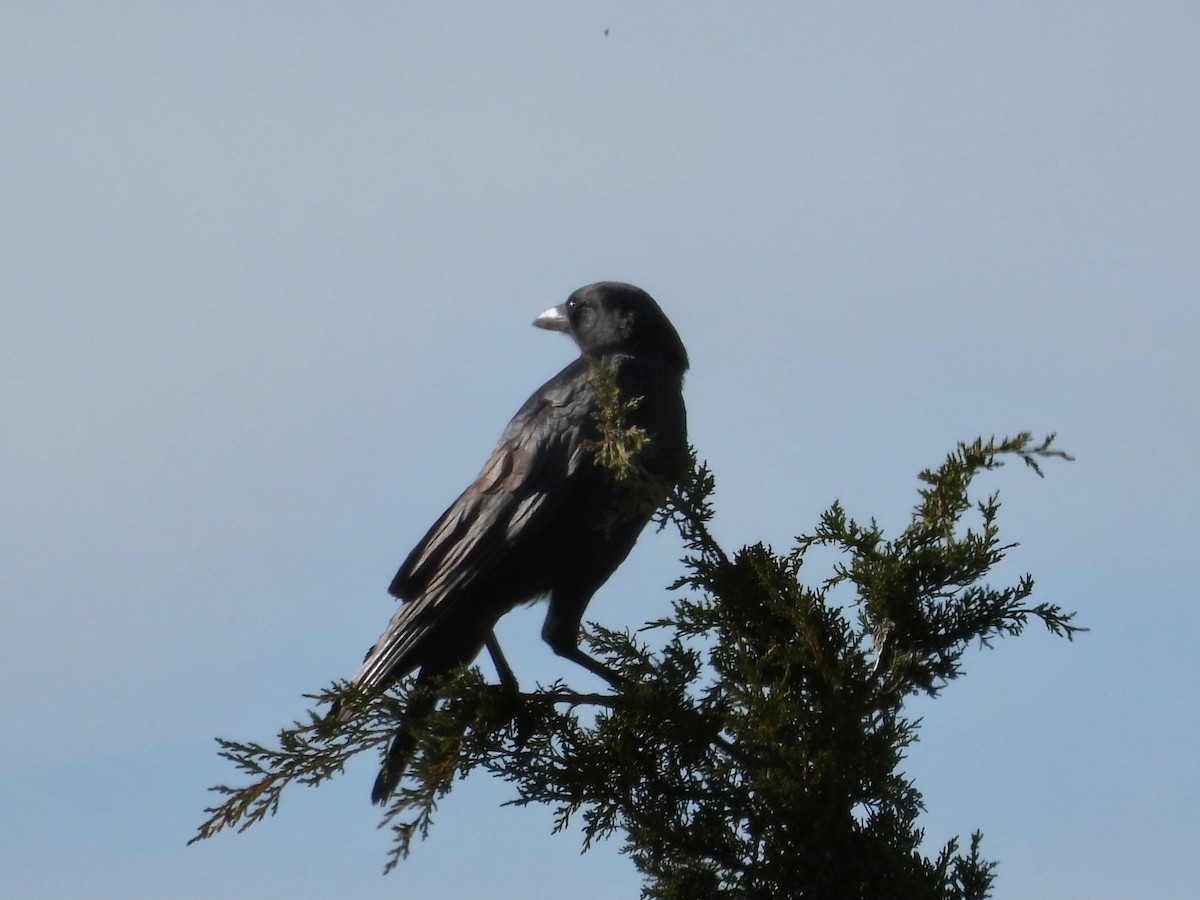 American Crow - ML646519606