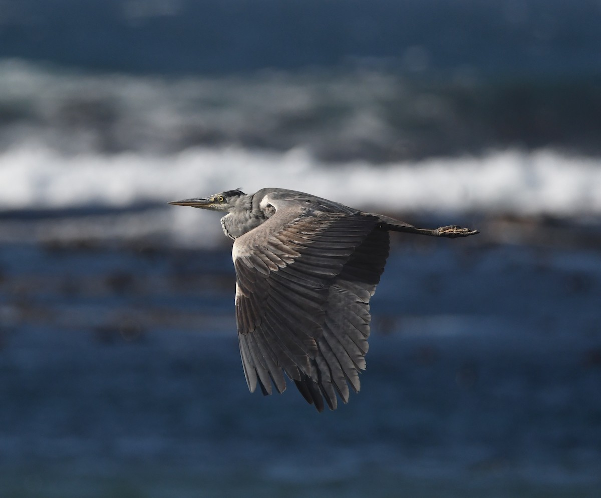 Чапля сіра - ML646519607