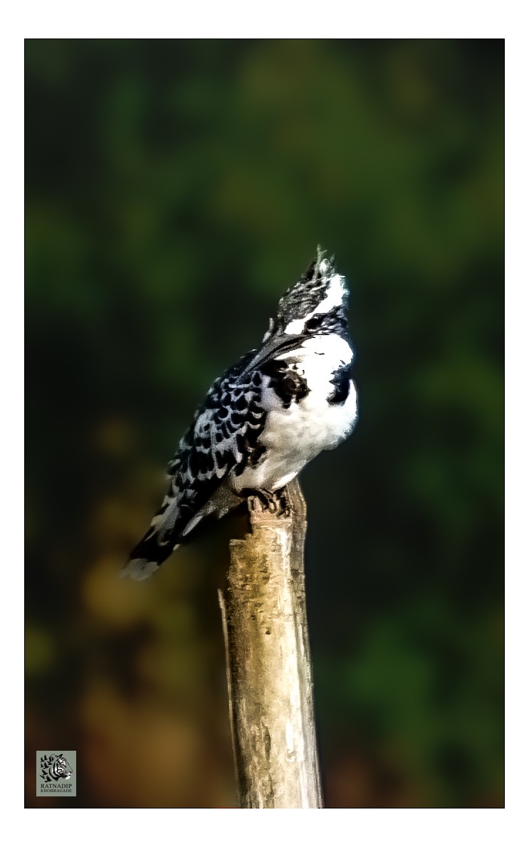 Рибалочка строкатий - ML646519608