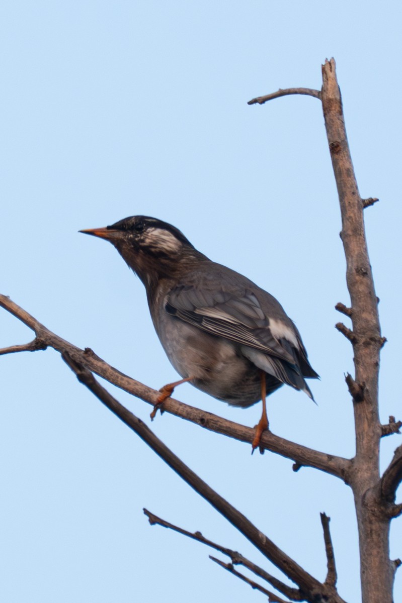 ムクドリ - ML646519610