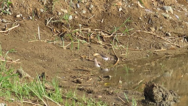 Spotted Sandpiper - ML646519616