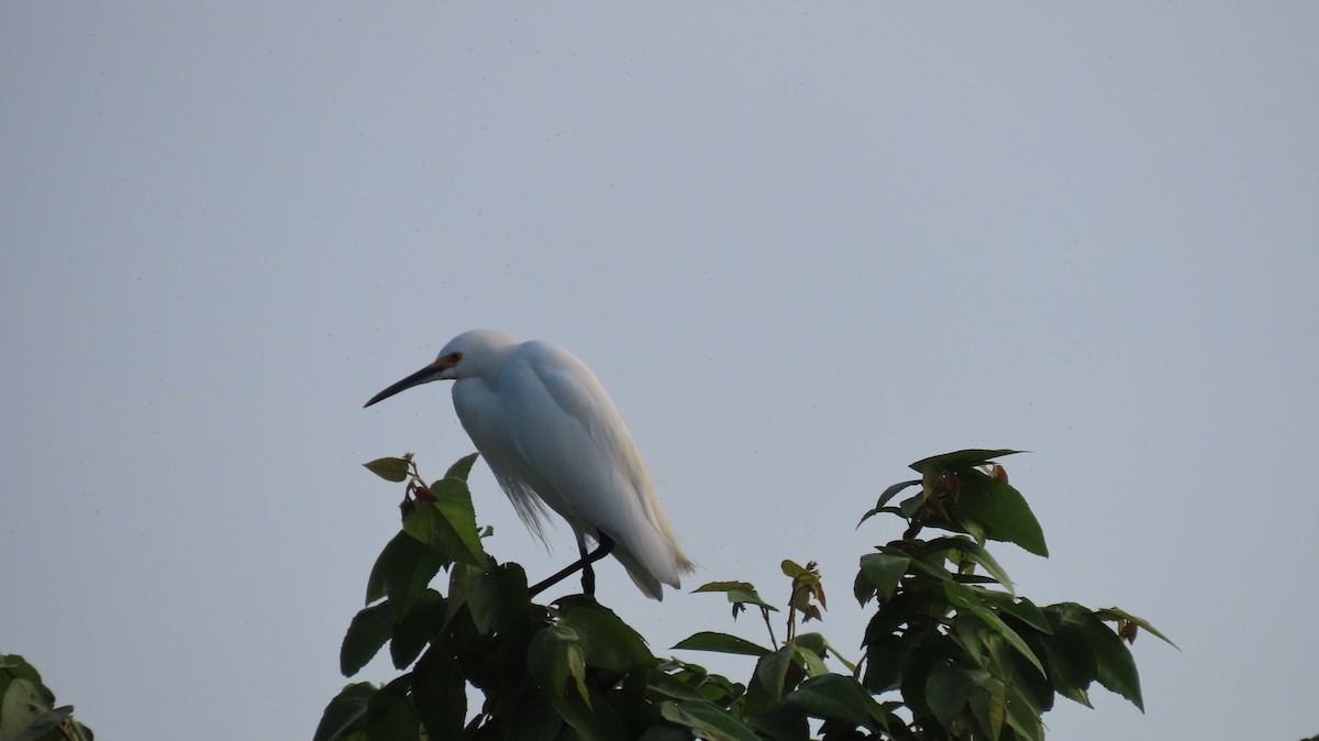 volavka bělostná - ML646519622