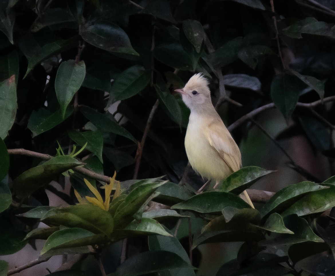 Yellow-bellied Elaenia - ML646519624