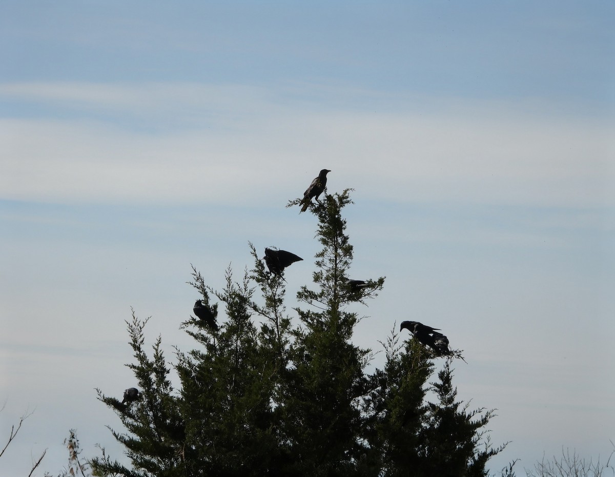 American Crow - ML646519625