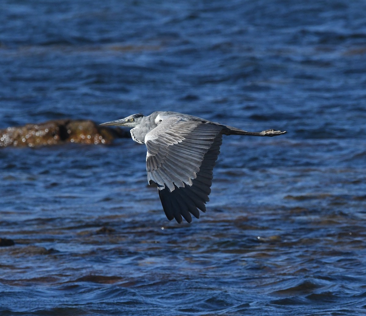 Чапля сіра - ML646519626