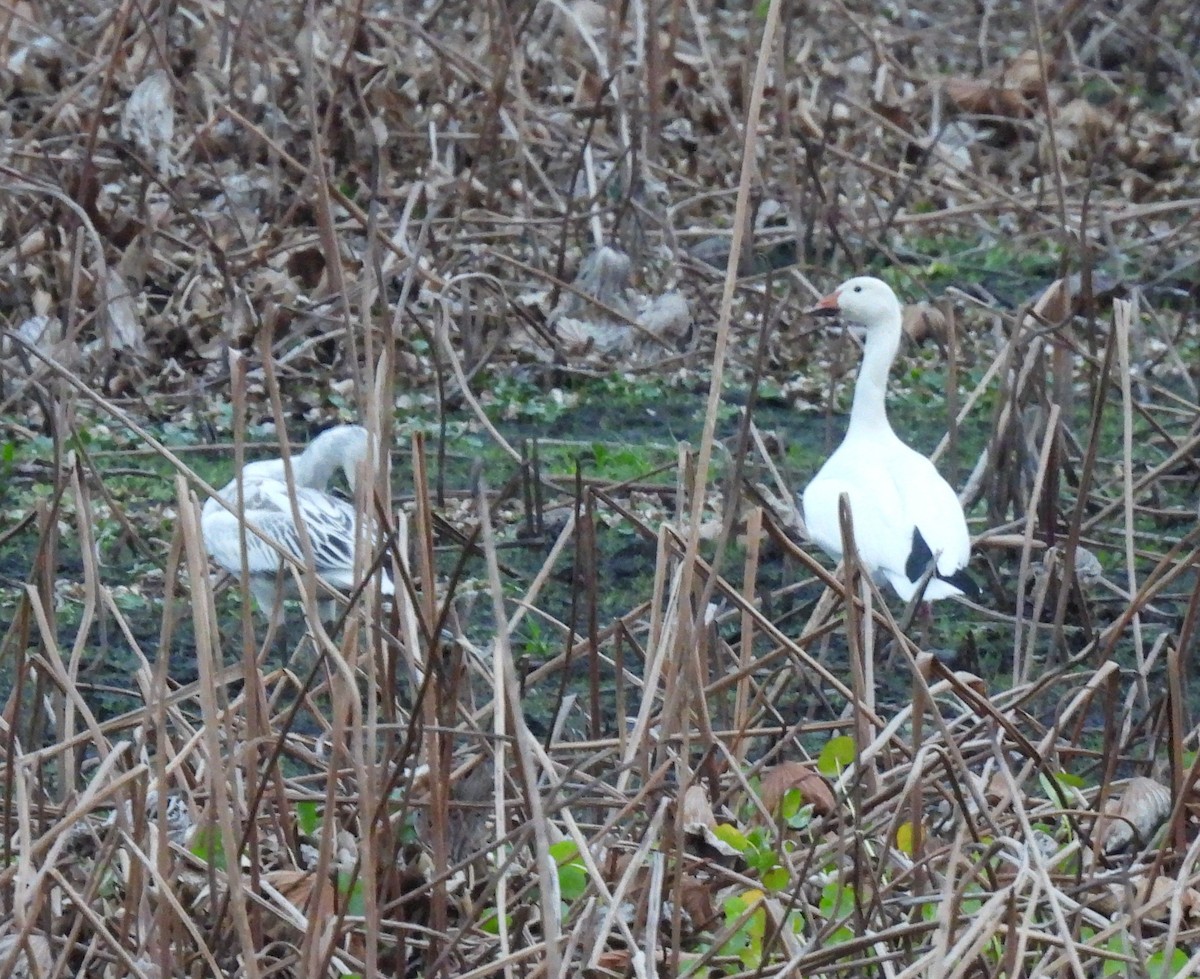 Snow Goose - ML646519627