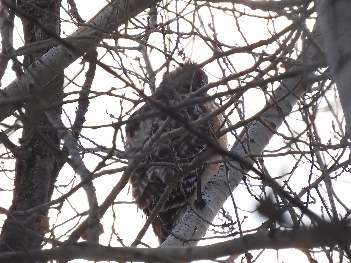 Red-shouldered Hawk - ML646519641
