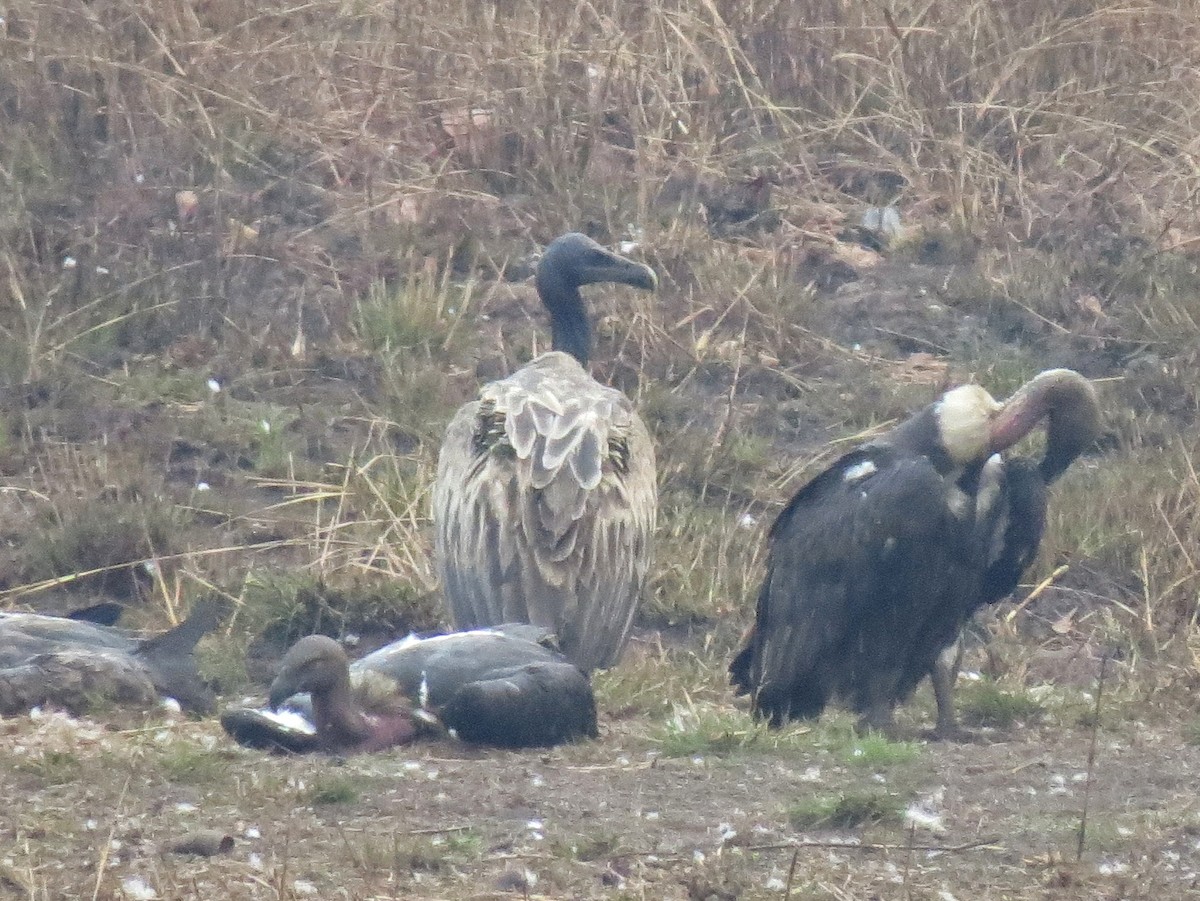 sup štíhlozobý - ML646519642