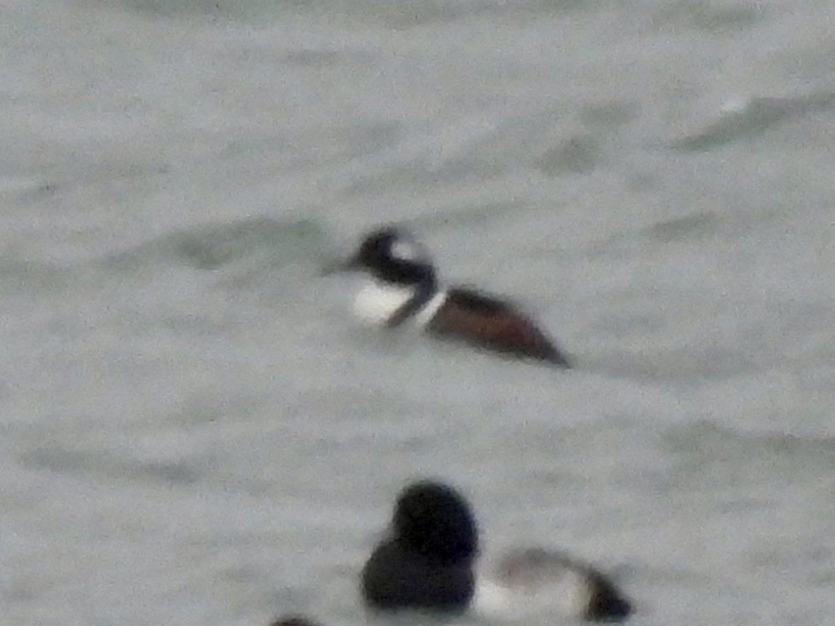 Hooded Merganser - ML646519645