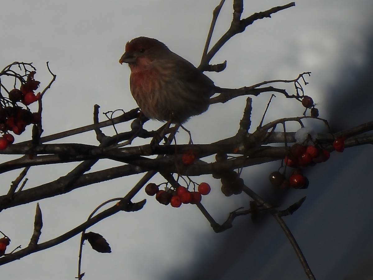 House Finch - ML646519646