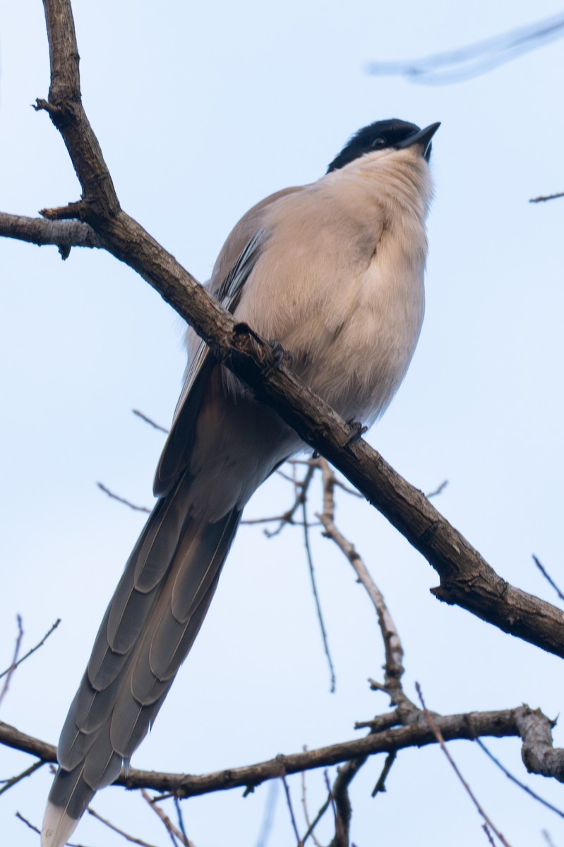 オナガ - ML646519647