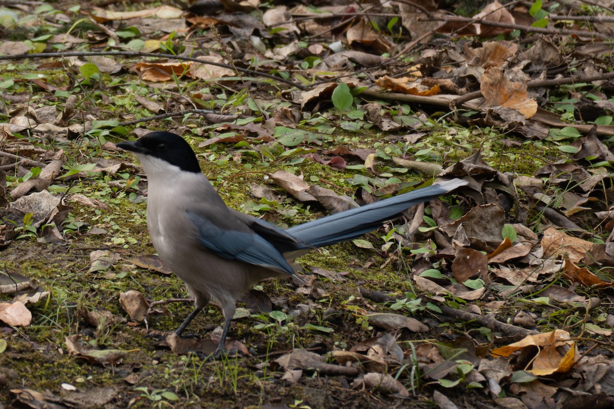 オナガ - ML646519648