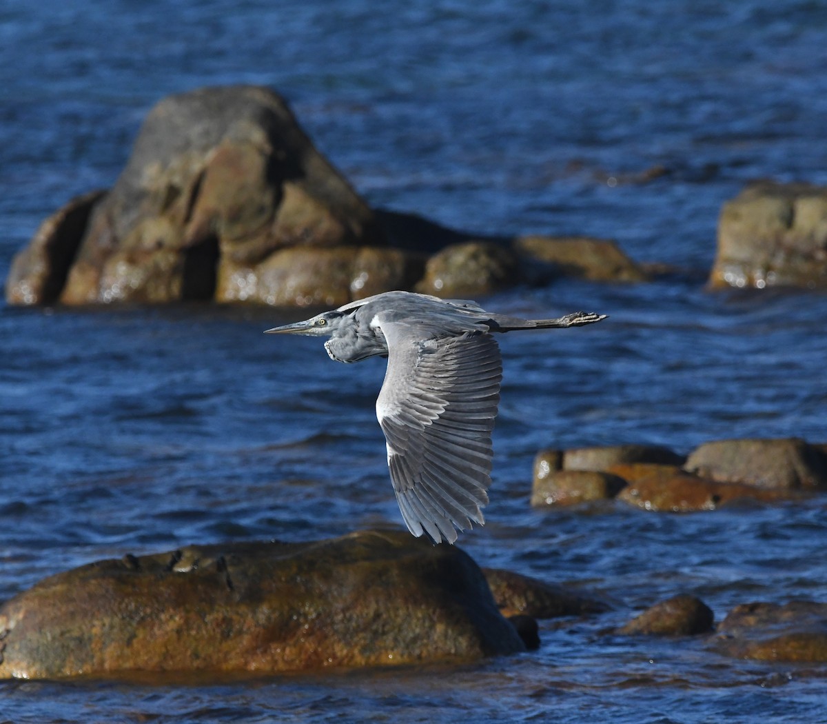 Чапля сіра - ML646519650