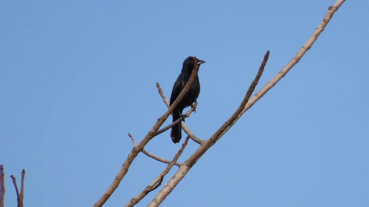 White-lined Tanager - ML646519653