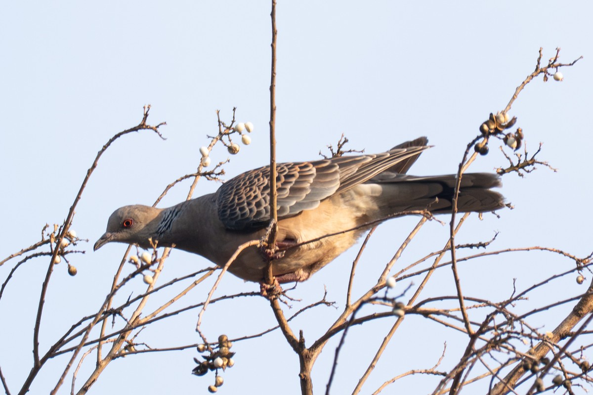 キジバト - ML646519654