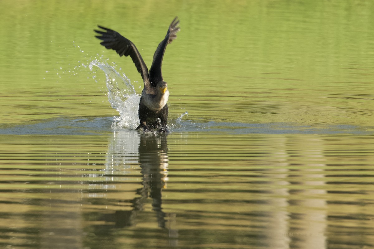 Cormorán Orejudo - ML646519655
