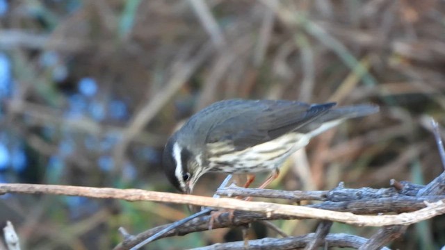 Louisiana Waterthrush - ML646519657
