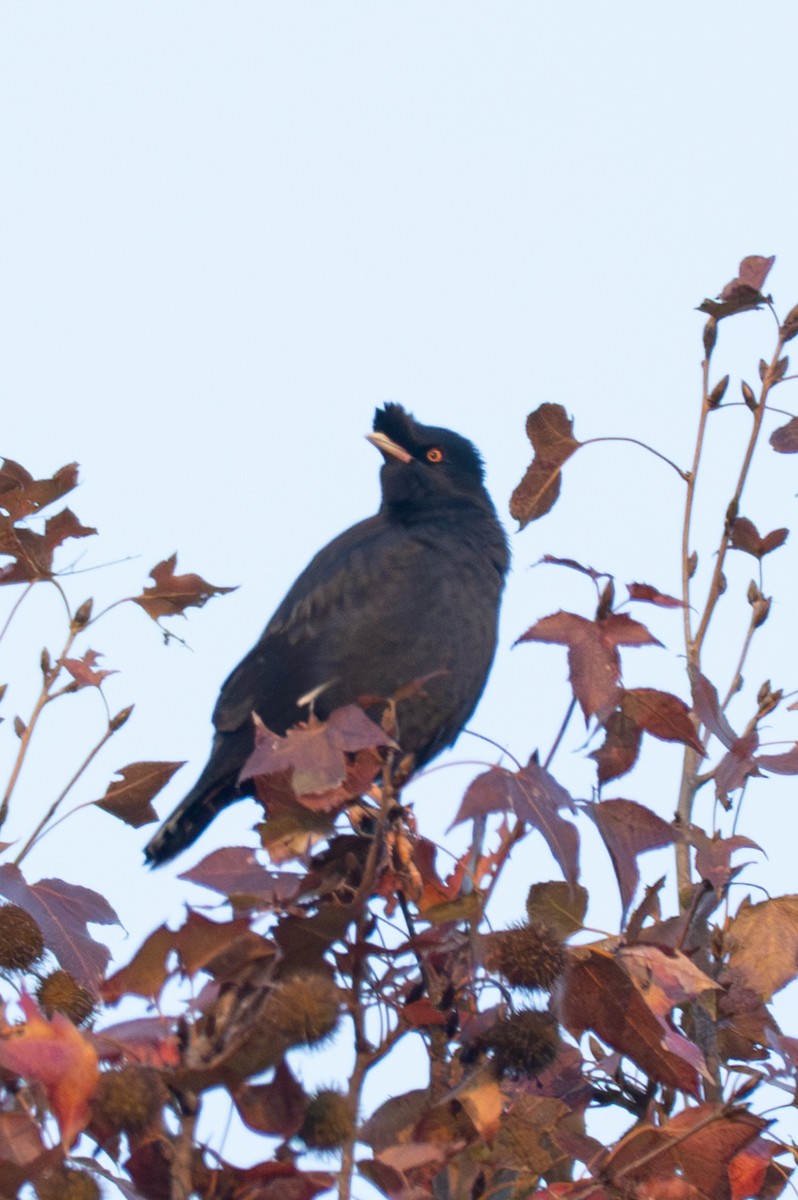 ハッカチョウ - ML646519659