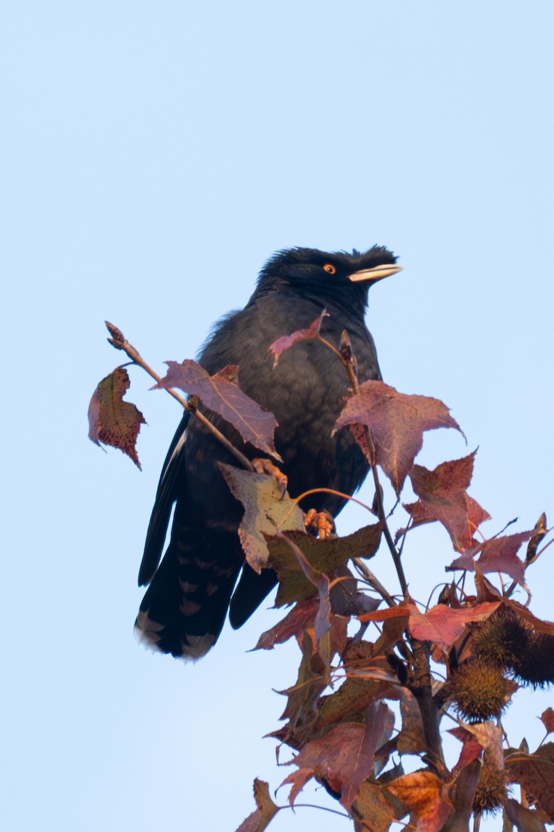 ハッカチョウ - ML646519660