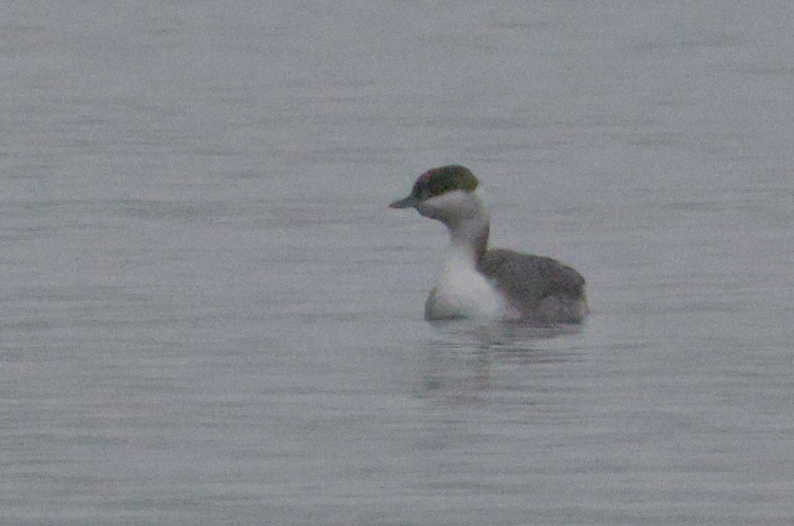 Ухаа шунгуур - ML646519662