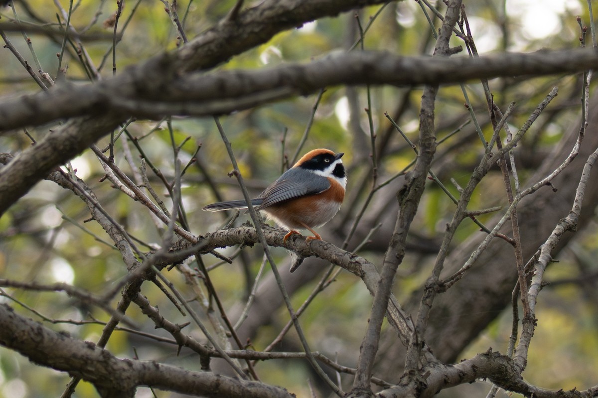 ズアカエナガ - ML646519665