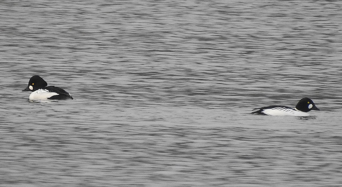 hohol severní - ML646519671